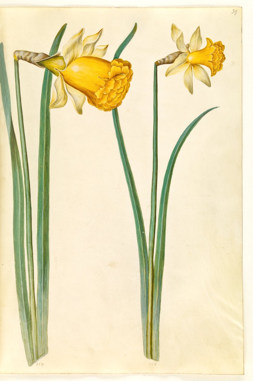 Narcissus pseudonarcissus (narsissi) tekijältä Hans Simon Holtzbecker