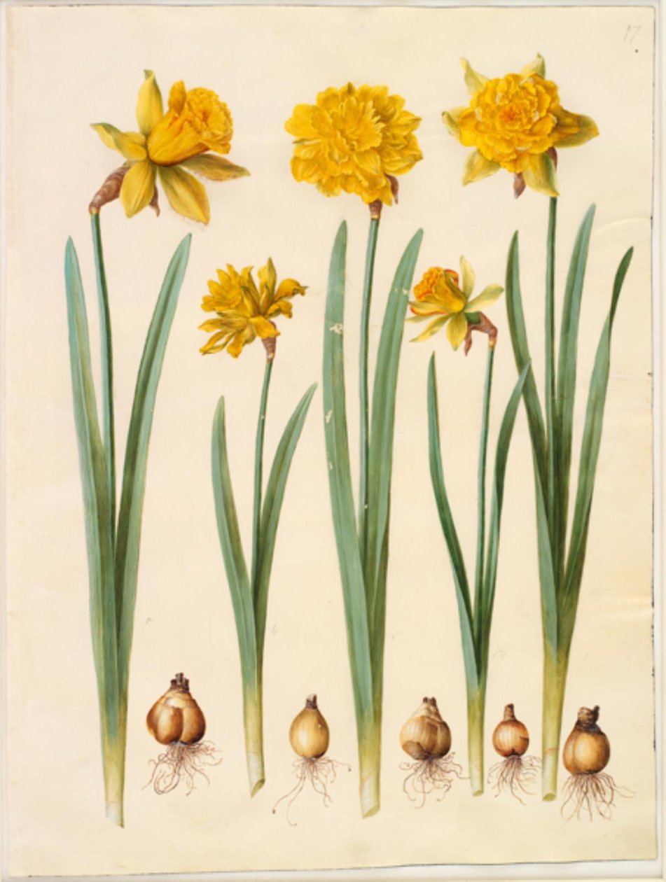 Narcissus pseudonarcissus tekijältä Hans Simon Holtzbecker