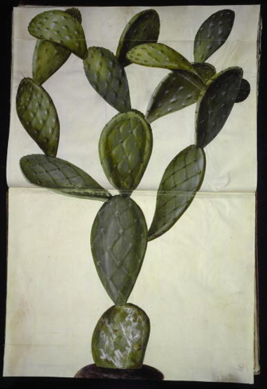 Opuntia monacantha tekijältä Hans Simon Holtzbecker