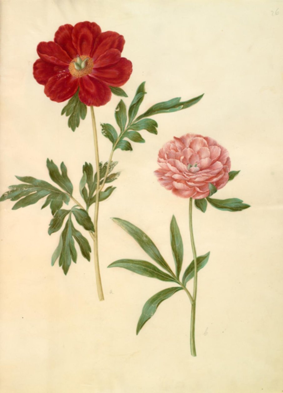 Paeonia officinalis (bonderose) tekijältä Hans Simon Holtzbecker