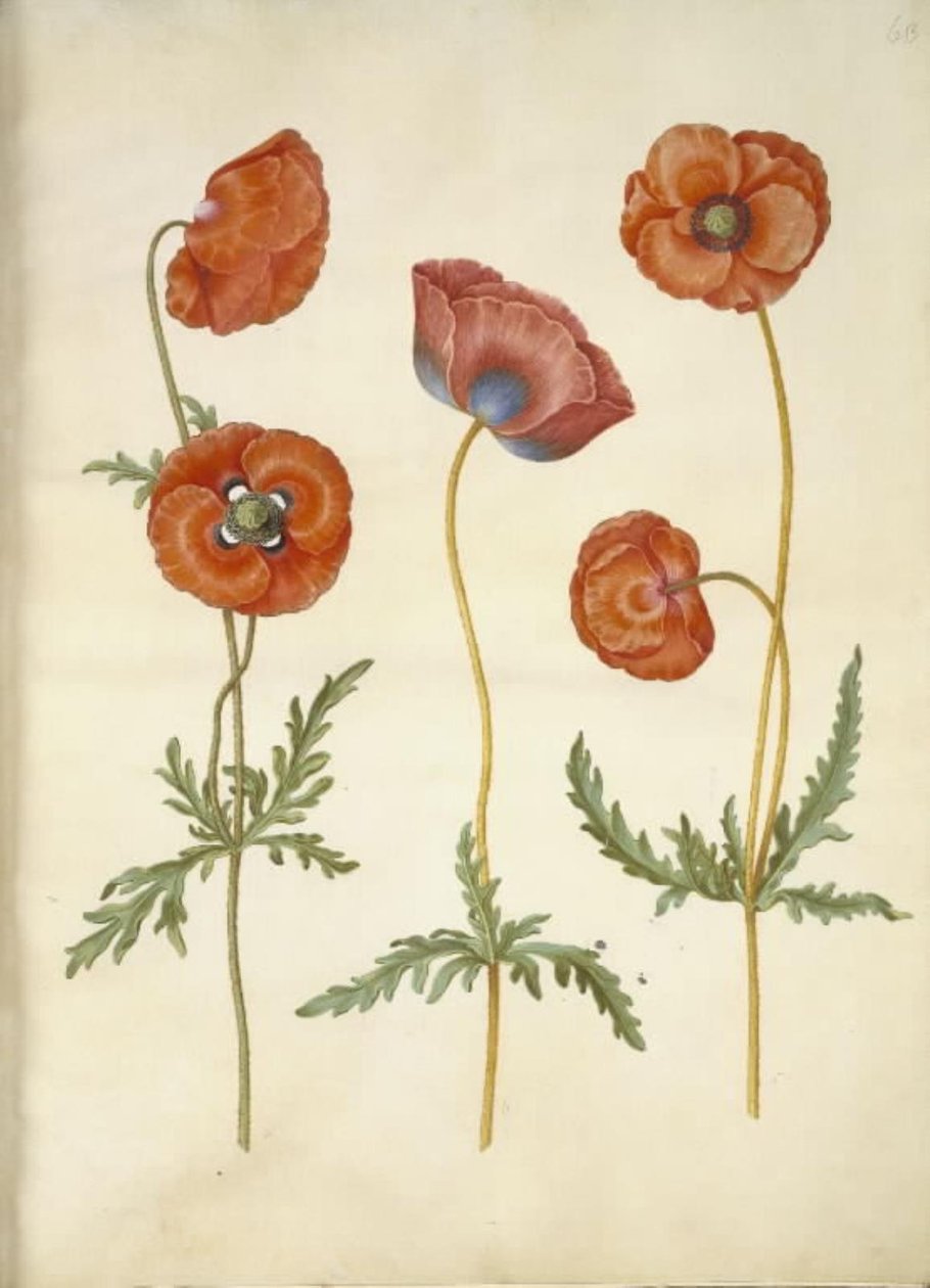 Papaver rhoeas (jyväunikko) tekijältä Hans Simon Holtzbecker