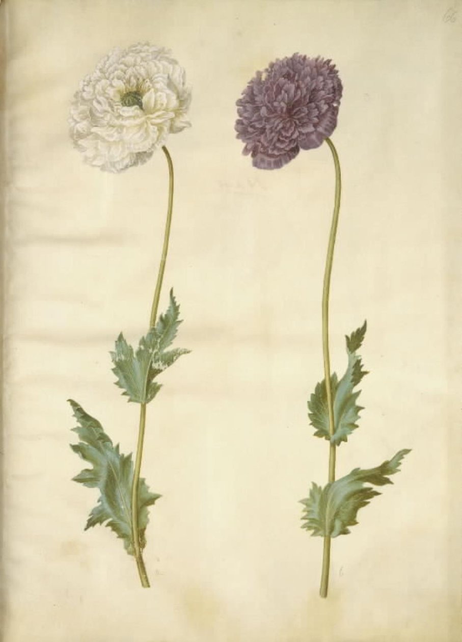 oopiumiunikko (oopiumunikko) tekijältä Hans Simon Holtzbecker