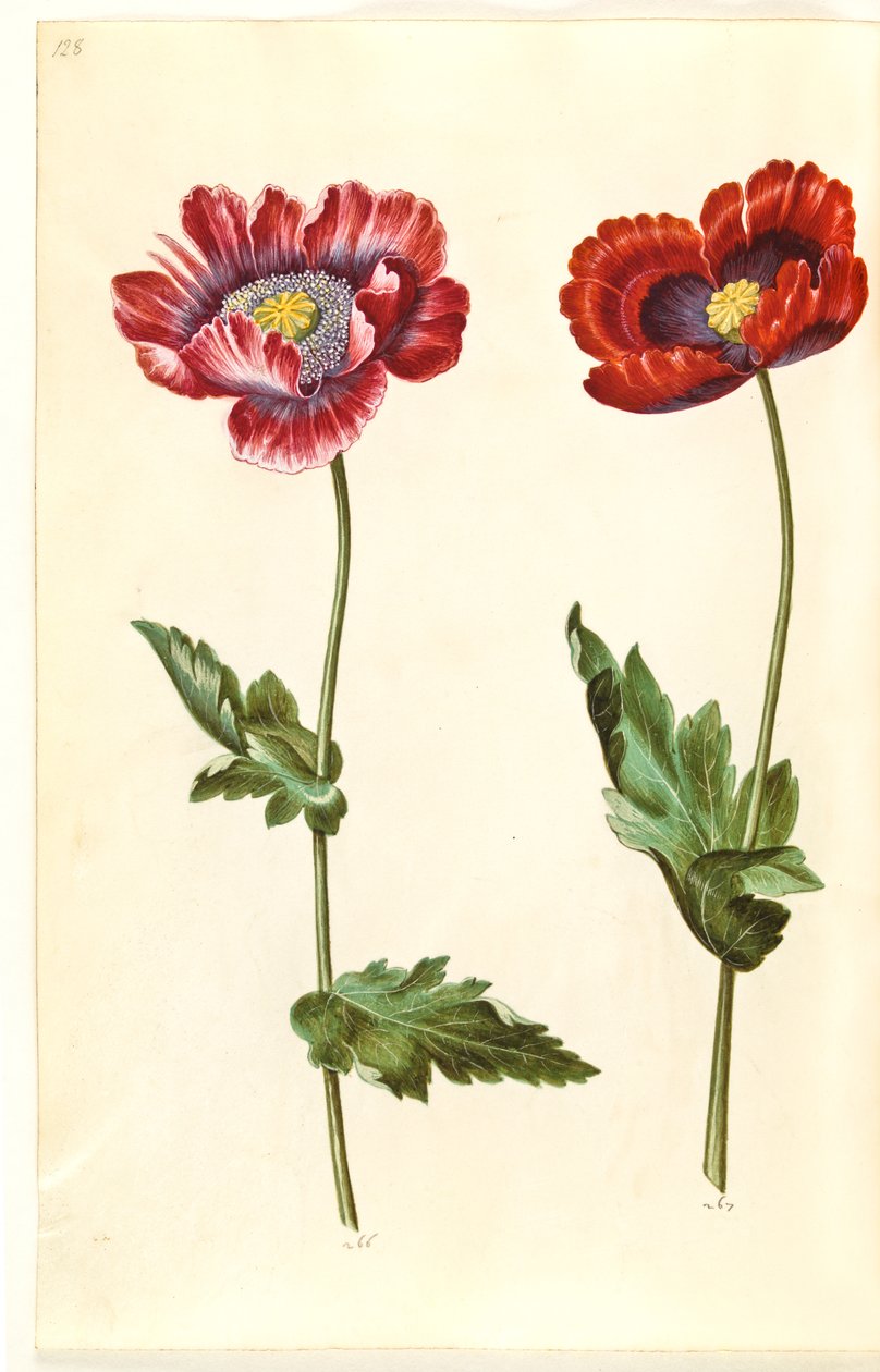 oopiumiunikko (oopiumunikko) tekijältä Hans Simon Holtzbecker