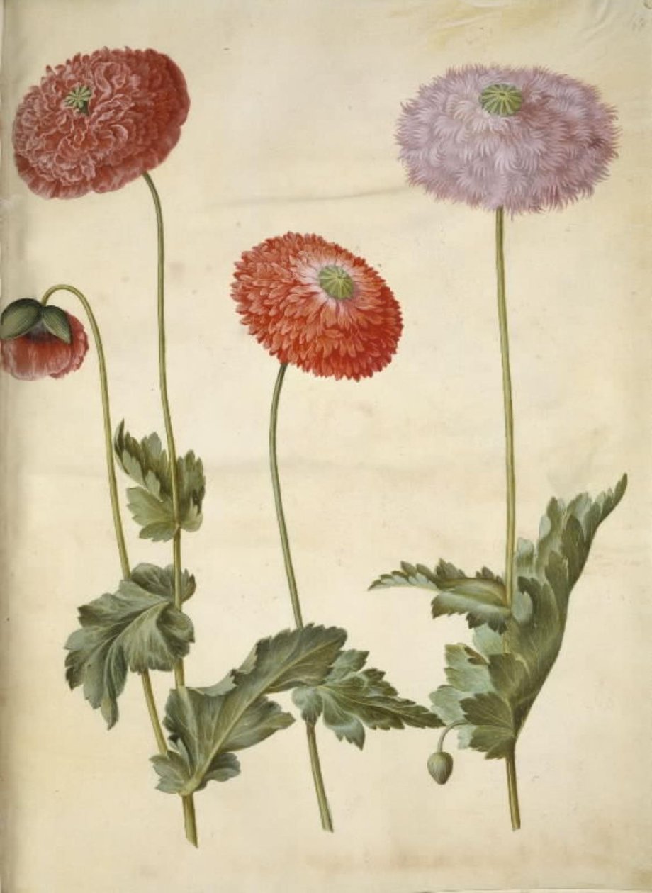 oopiumiunikko (oopiumunikko) tekijältä Hans Simon Holtzbecker