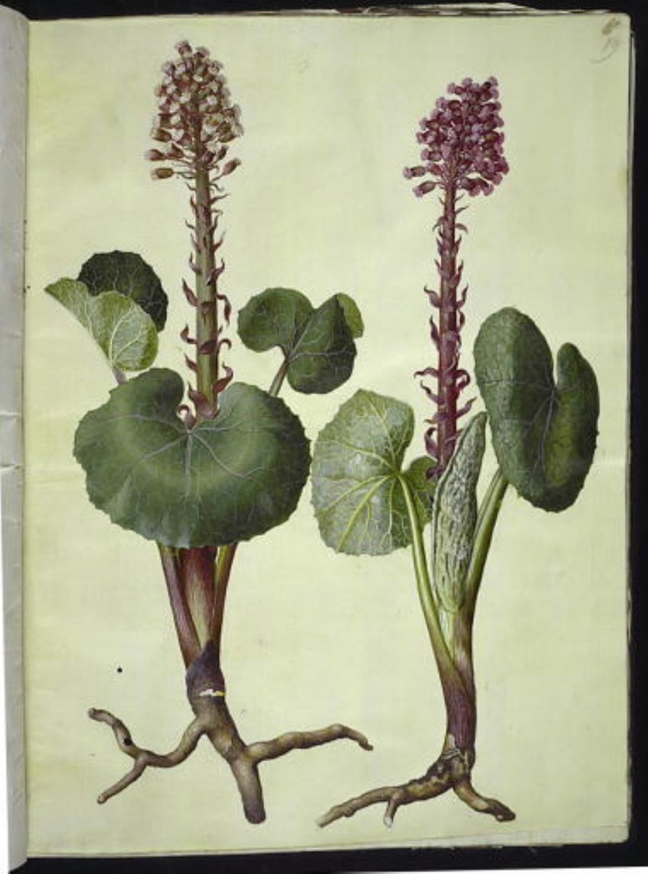Petasites hybridus (punainen hevosenkenkä) tekijältä Hans Simon Holtzbecker
