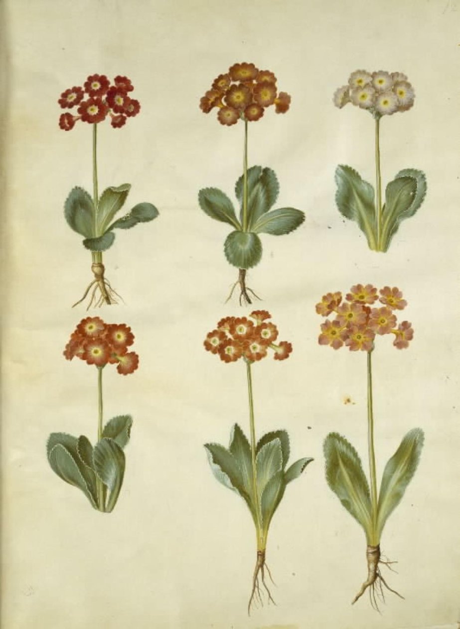 Primula × pubescens (have-aurikel) tekijältä Hans Simon Holtzbecker