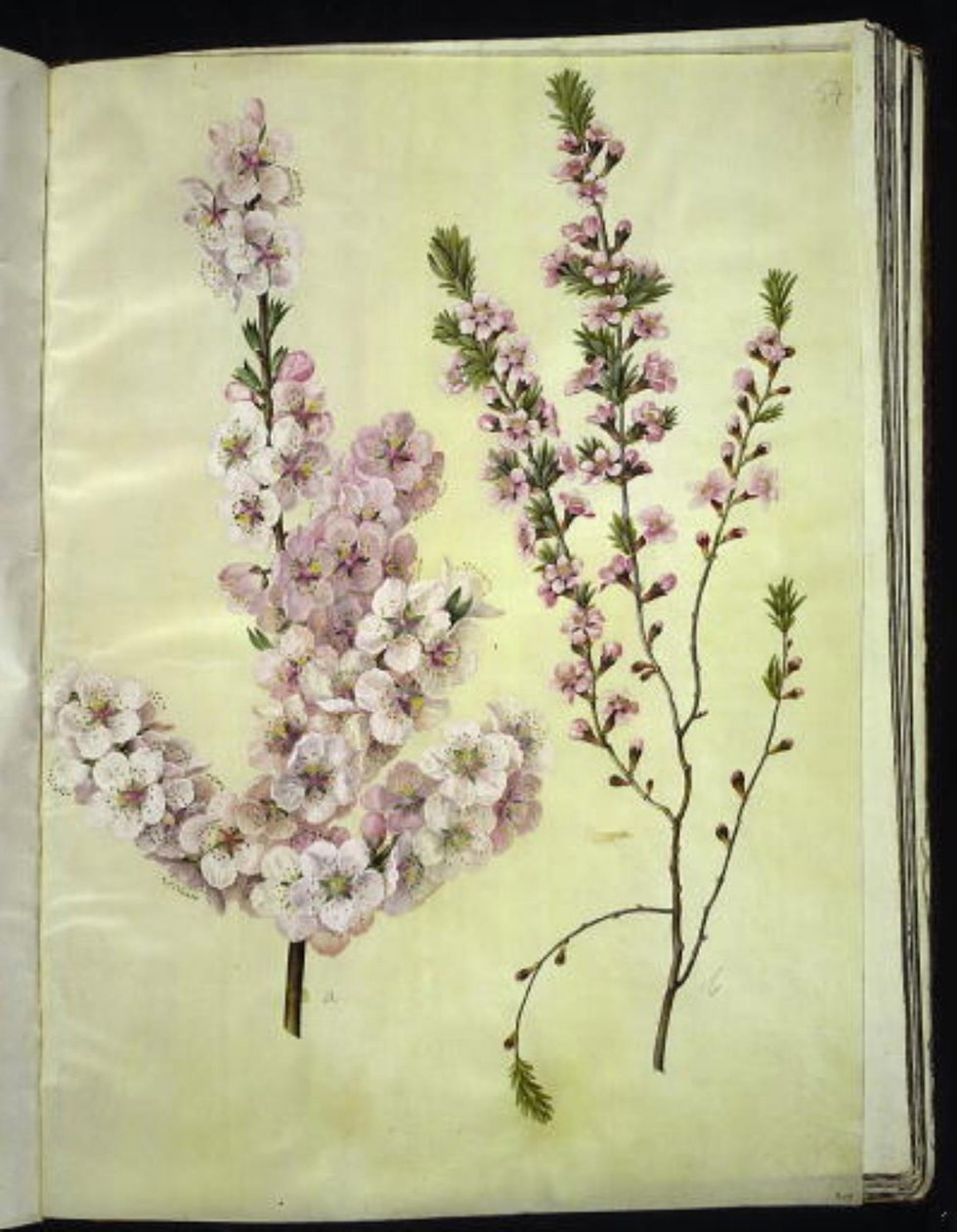 Prunus dulcis (manteli); Prunus tenella (kääpiömanteli) tekijältä Hans Simon Holtzbecker