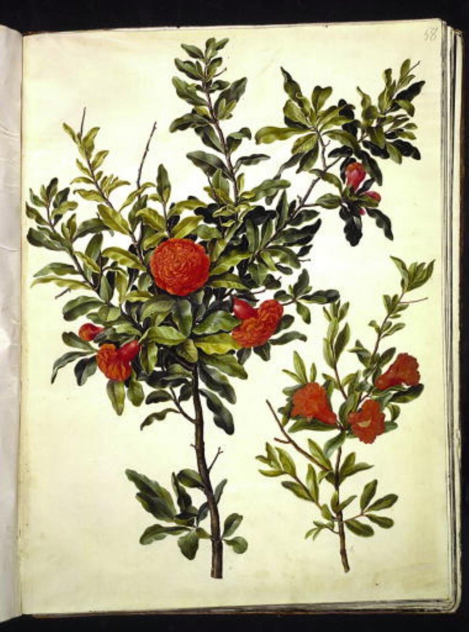 Punica granatum (granaattiomena) tekijältä Hans Simon Holtzbecker
