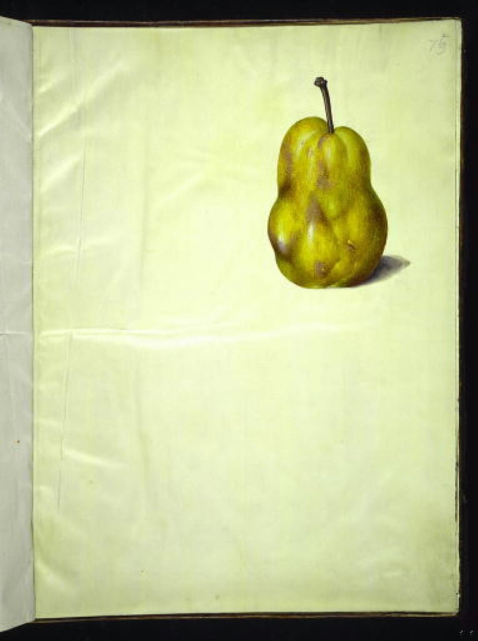 Pyrus communis (yleinen päärynä) tekijältä Hans Simon Holtzbecker