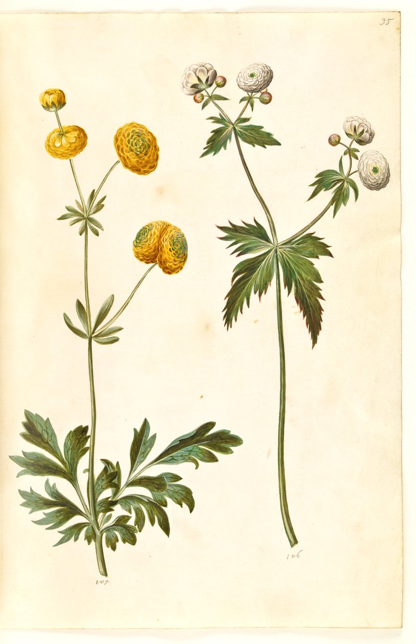 Ranunculus acris (kultanappula); Ranunculus aconitifolius (hopeanappileinikuppi) tekijältä Hans Simon Holtzbecker