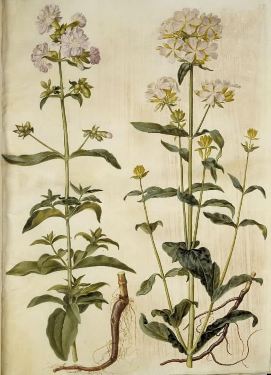 Saponaria officinalis (saippuamato) tekijältä Hans Simon Holtzbecker