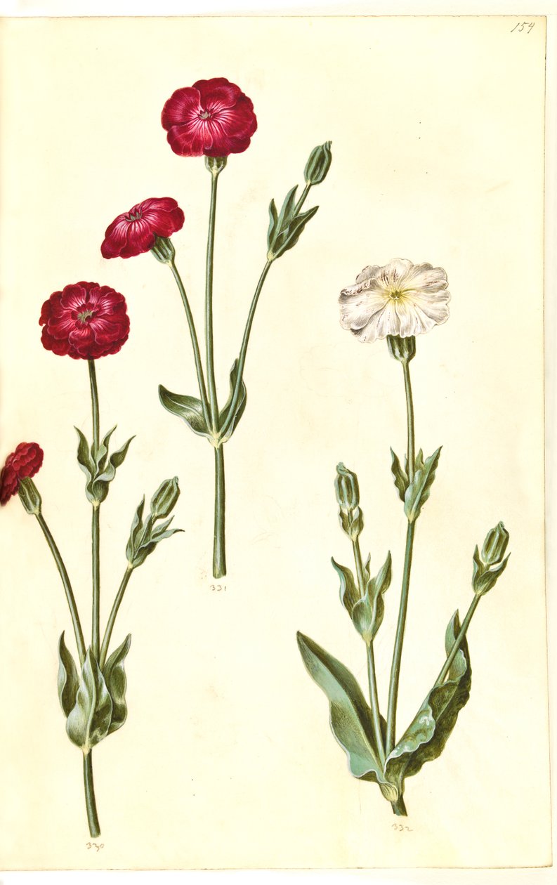 Silene coronaria (kruunumerisiili) tekijältä Hans Simon Holtzbecker