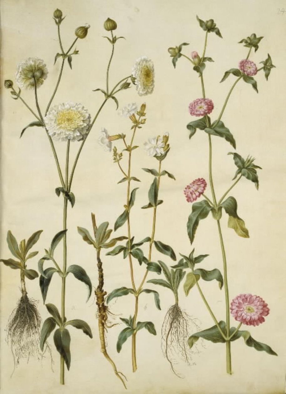 Silene latifolia (iltatähti); Silene dioica (päivätähti) tekijältä Hans Simon Holtzbecker