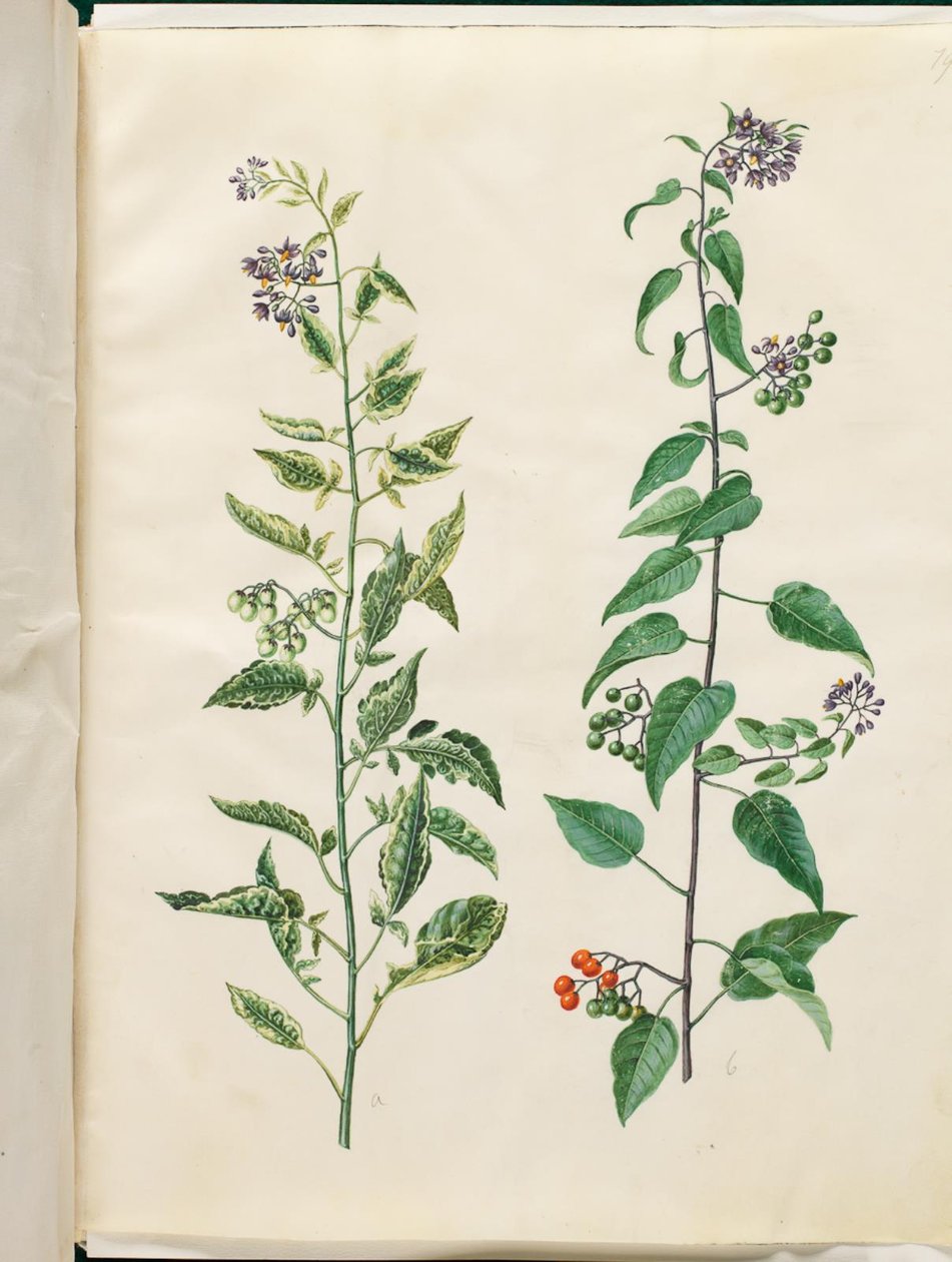 Solanum dulcamara (katkeransuloinen yövoide) tekijältä Hans Simon Holtzbecker