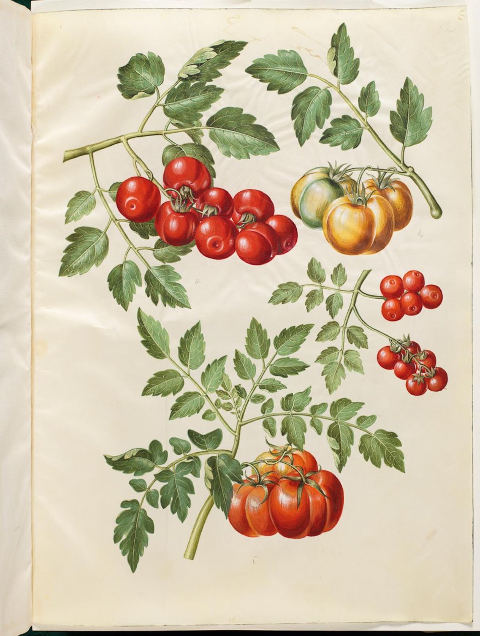 Solanum lycopersicum L. (almindelig tomaatti) tekijältä Hans Simon Holtzbecker