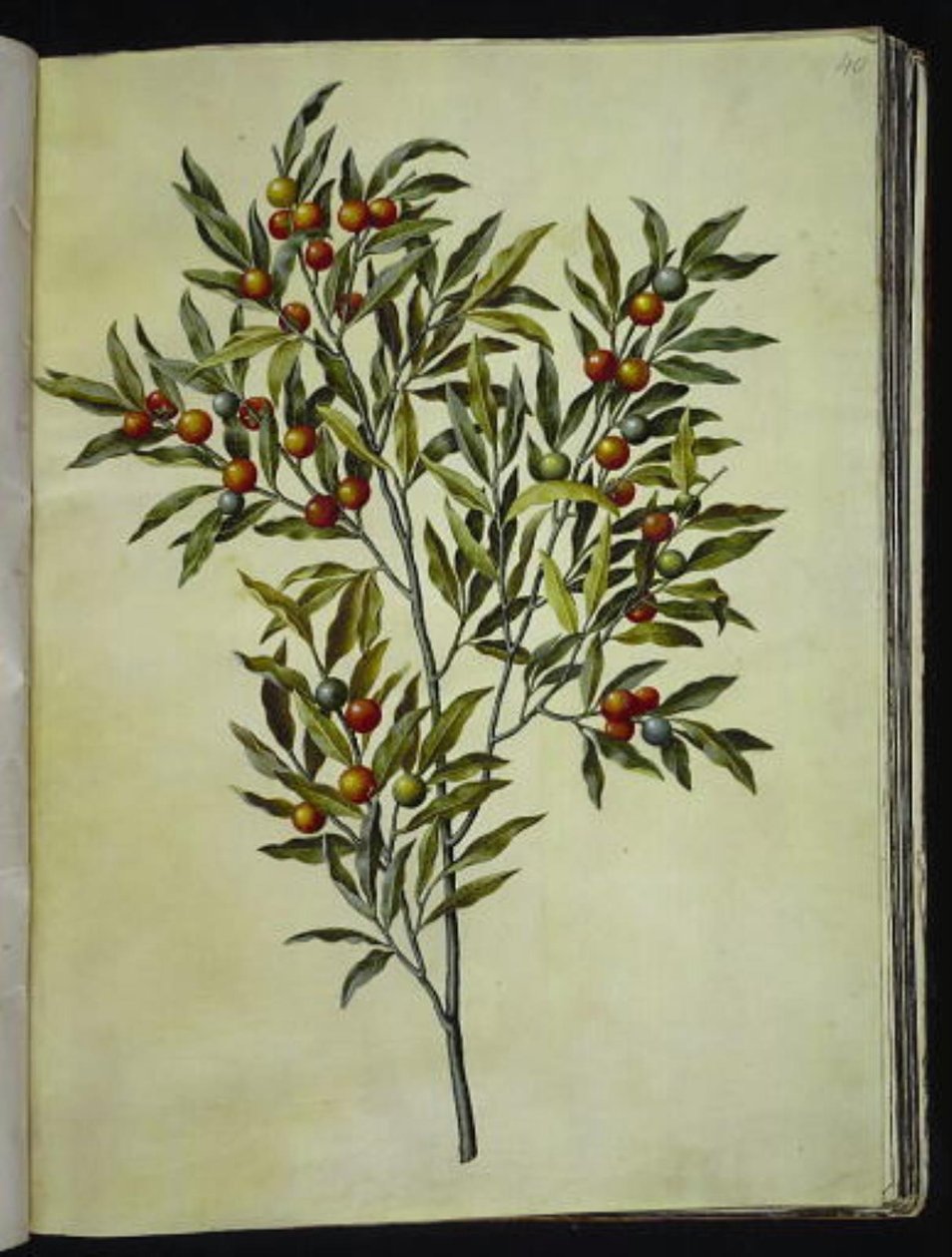 Solanum pseudocapsicum (Jerusalem-korallipuu) tekijältä Hans Simon Holtzbecker