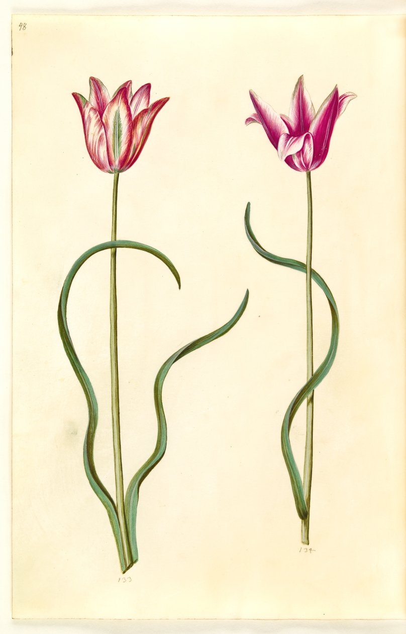 Tulipa clusiana (clusius-tulppaani) tekijältä Hans Simon Holtzbecker