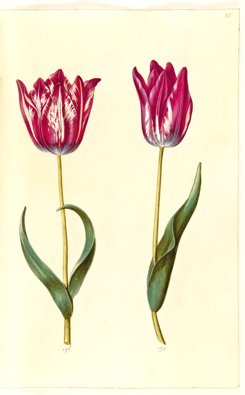 Tulipa gesneriana (have-tulppaani) tekijältä Hans Simon Holtzbecker