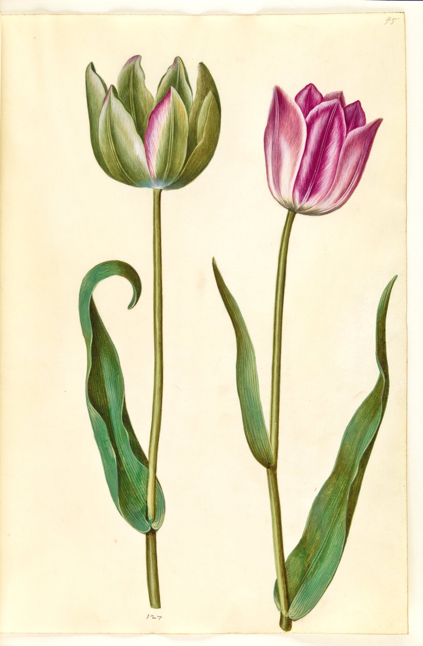 Tulip Gessneriana (ara-Tulipa)finès tekijältä Hans Simon Holtzbecker