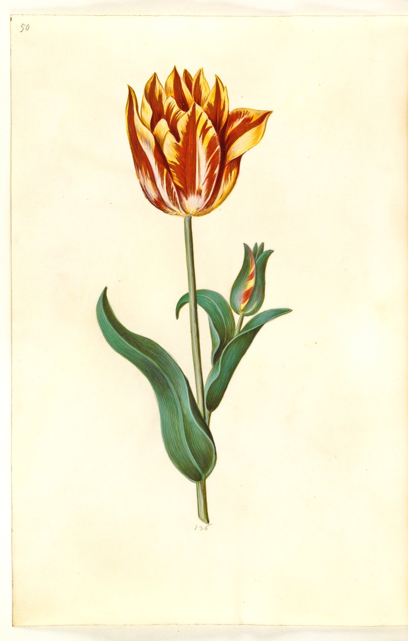 Tulipa gesneriana (have-tulppaani) tekijältä Hans Simon Holtzbecker