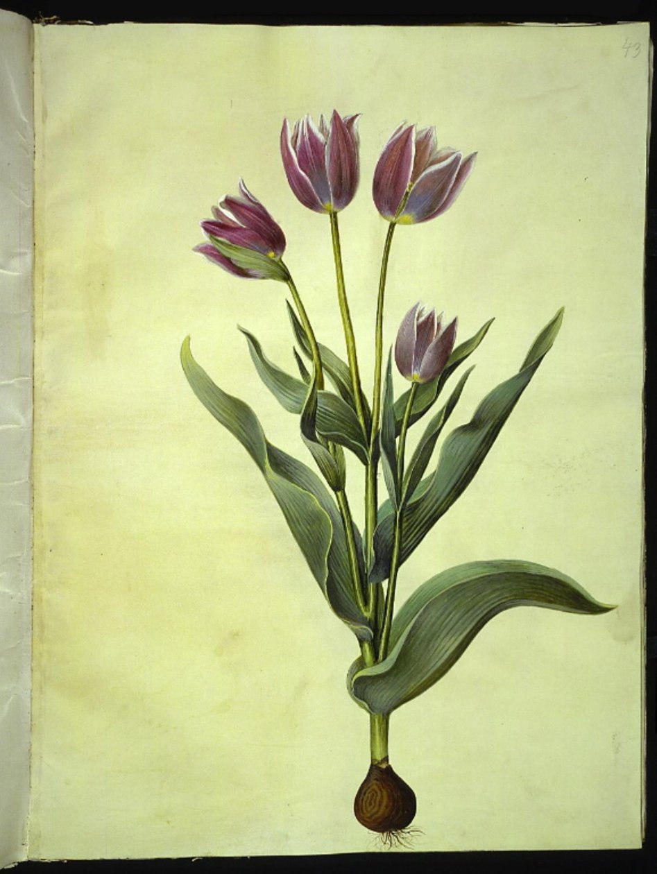 Tulipa gesneriana (have-tulppaani) tekijältä Hans Simon Holtzbecker