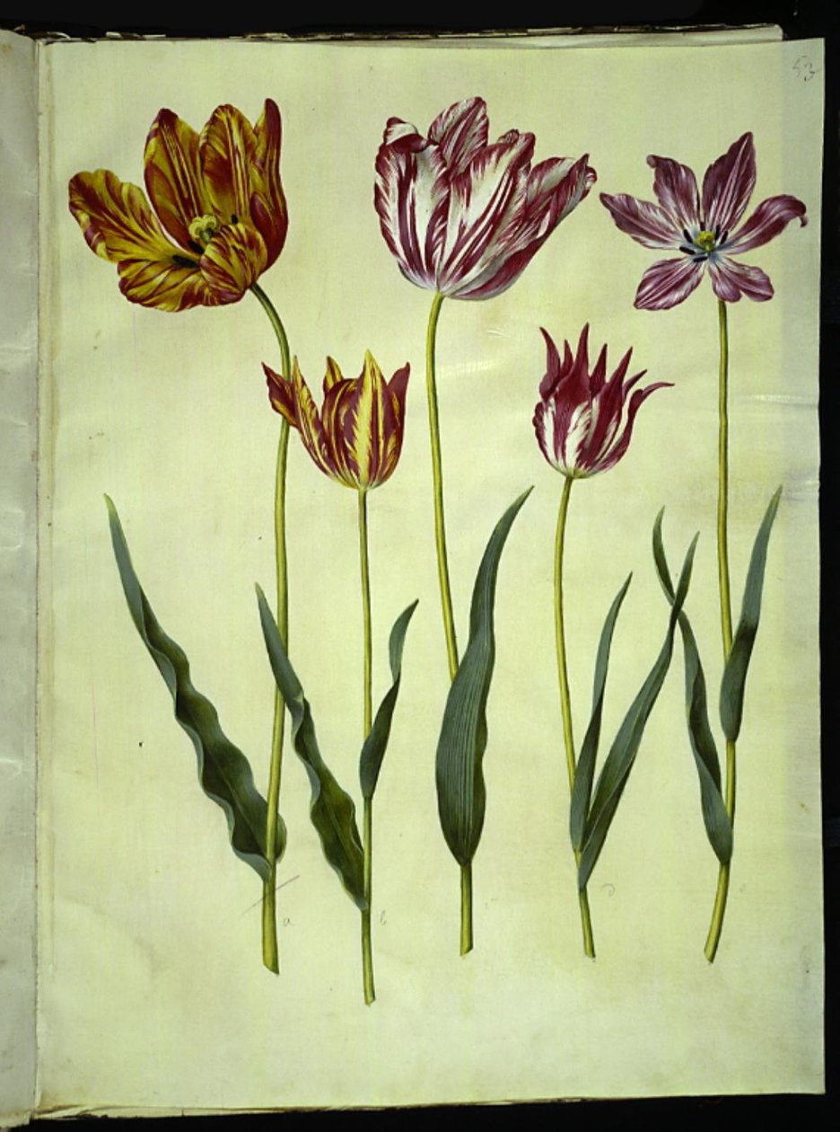 Tulipa gesneriana (have-tulppaani) tekijältä Hans Simon Holtzbecker