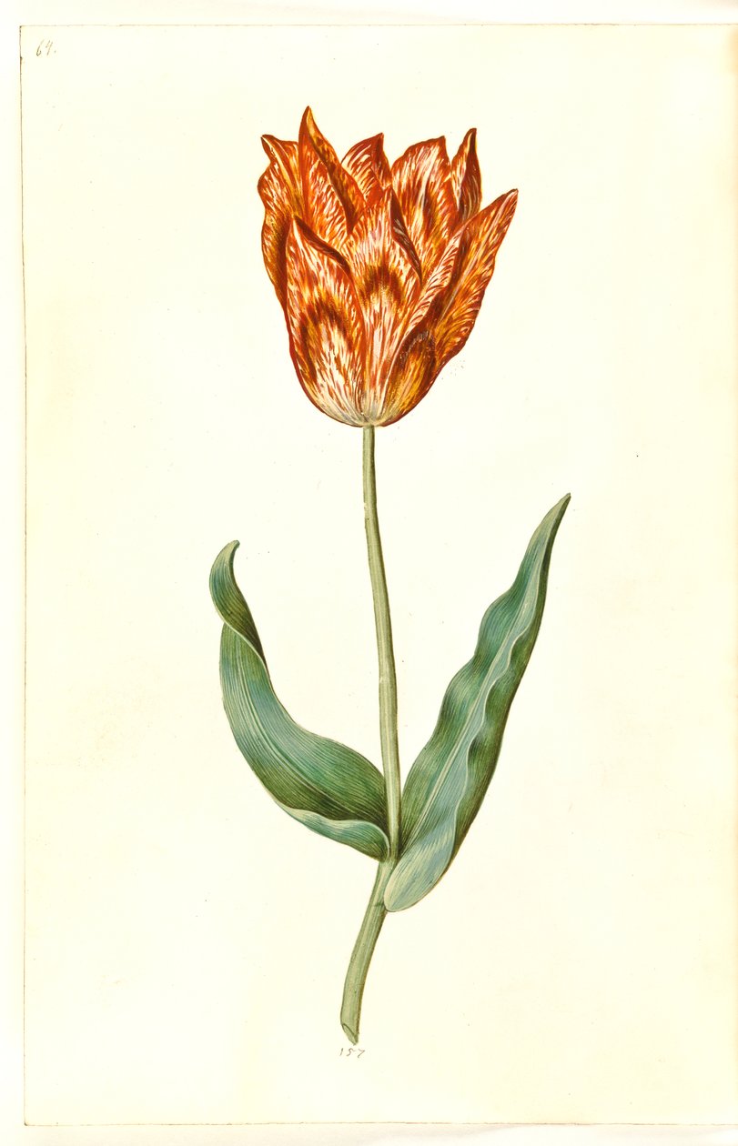 Tulipa gesneriana (have-tulppaani) tekijältä Hans Simon Holtzbecker