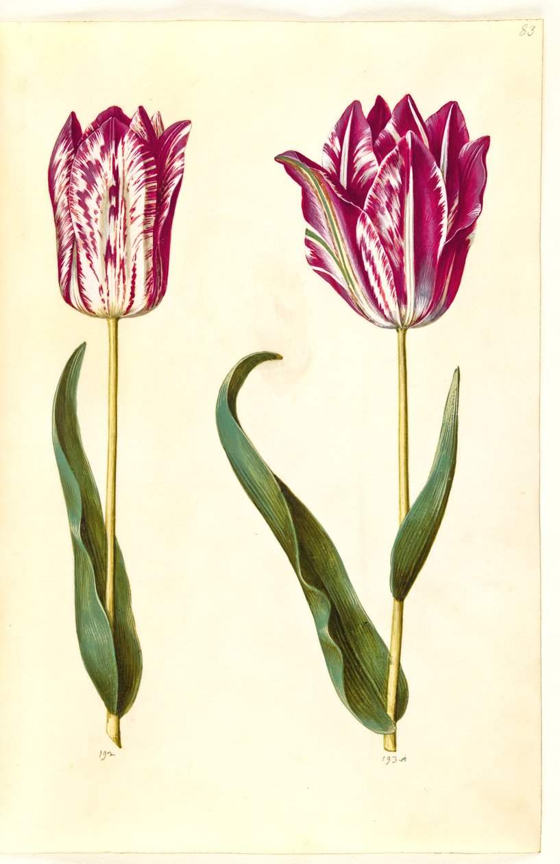 Tulipa gesneriana (have-tulppaani) tekijältä Hans Simon Holtzbecker