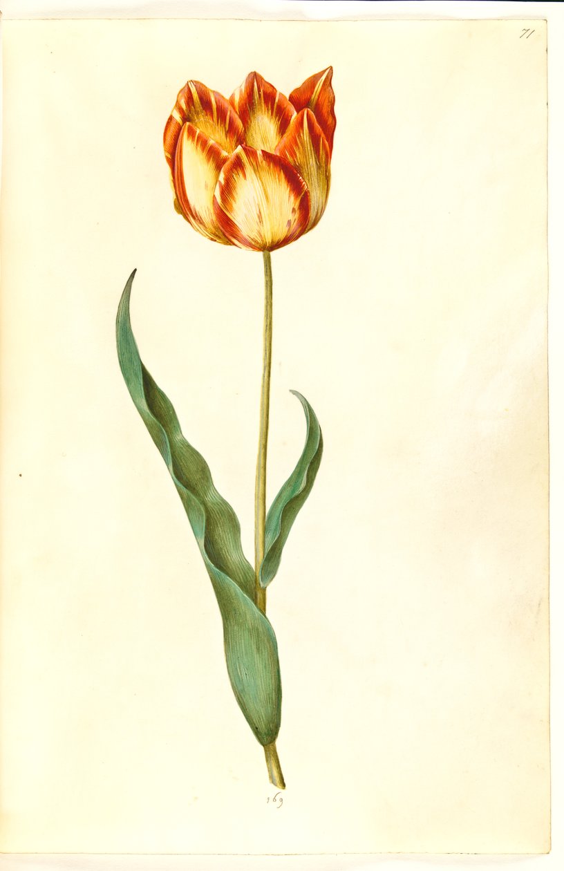 Tulipa gesneriana (have-tulppaani) tekijältä Hans Simon Holtzbecker