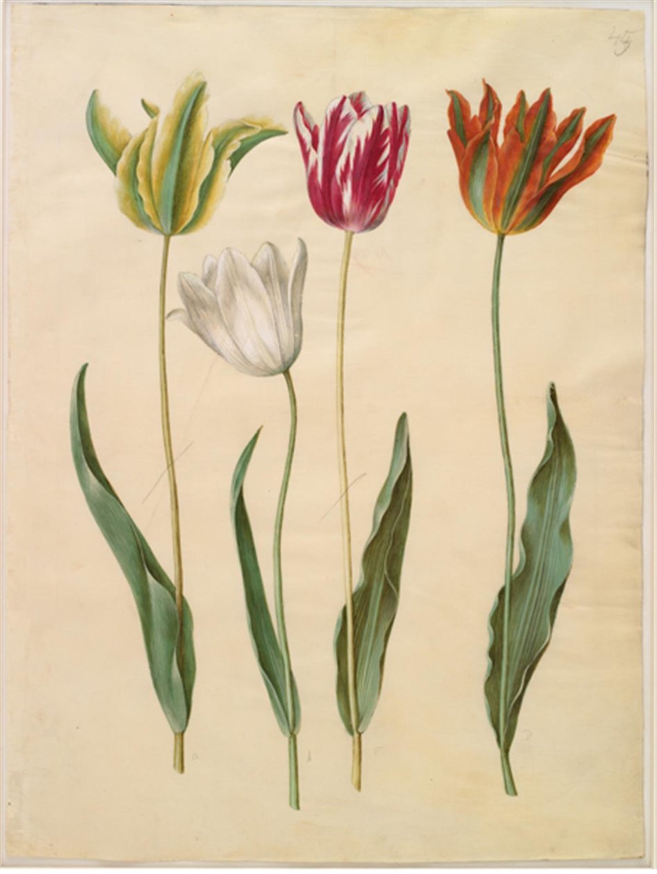 Tulipa gesneriana (have-tulppaani) tekijältä Hans Simon Holtzbecker