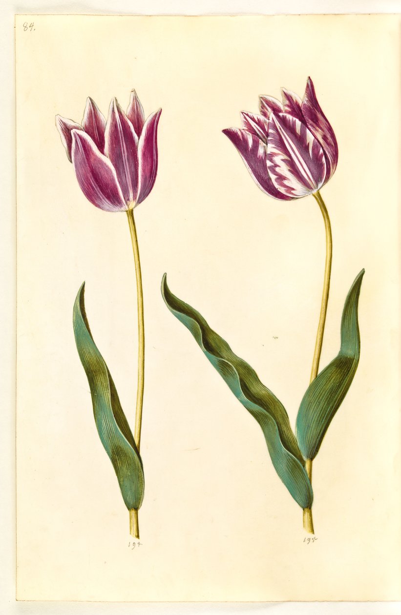 Tulipa gesneriana (have-tulppaani) tekijältä Hans Simon Holtzbecker