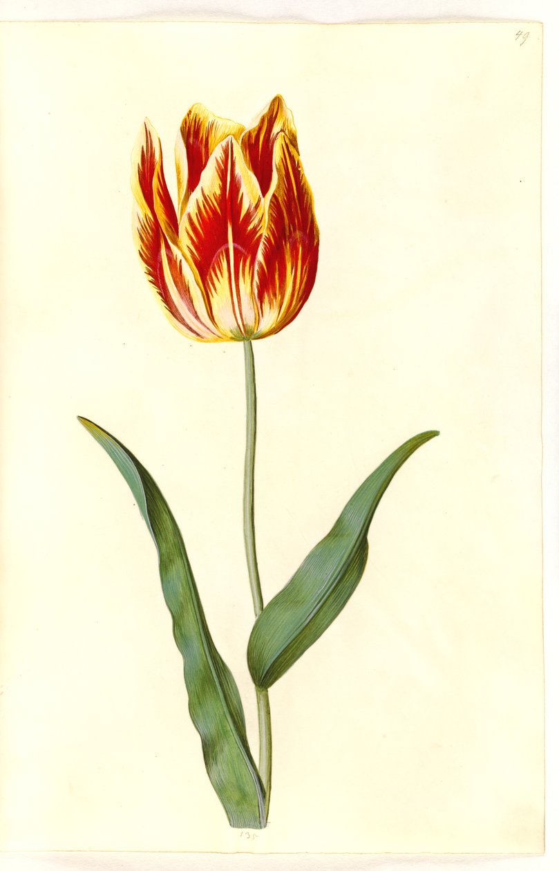 Tulipa gesneriana (have-tulppaani) tekijältä Hans Simon Holtzbecker