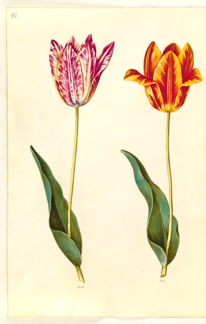 Tulipa gesneriana (have-tulppaani) tekijältä Hans Simon Holtzbecker
