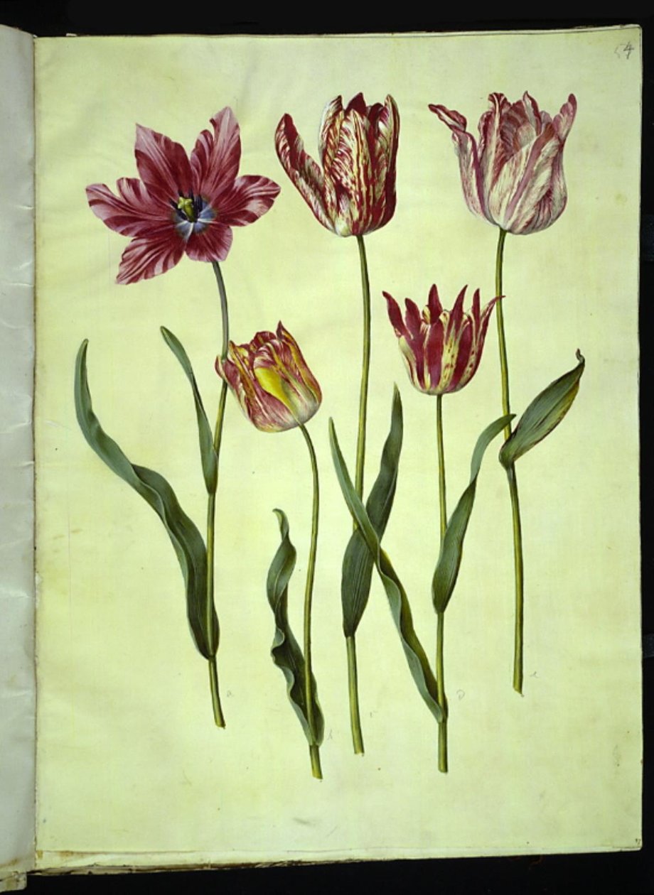 Tulipa gesneriana (have-tulppaani) tekijältä Hans Simon Holtzbecker