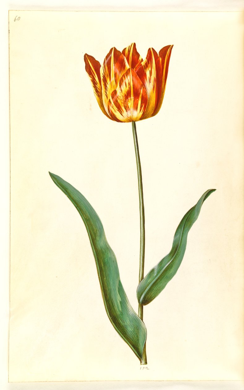 Tulipa gesneriana (have-tulppaani) tekijältä Hans Simon Holtzbecker