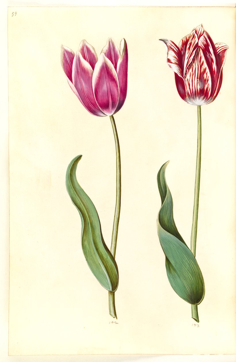Tulipa gesneriana (have-tulppaani) tekijältä Hans Simon Holtzbecker