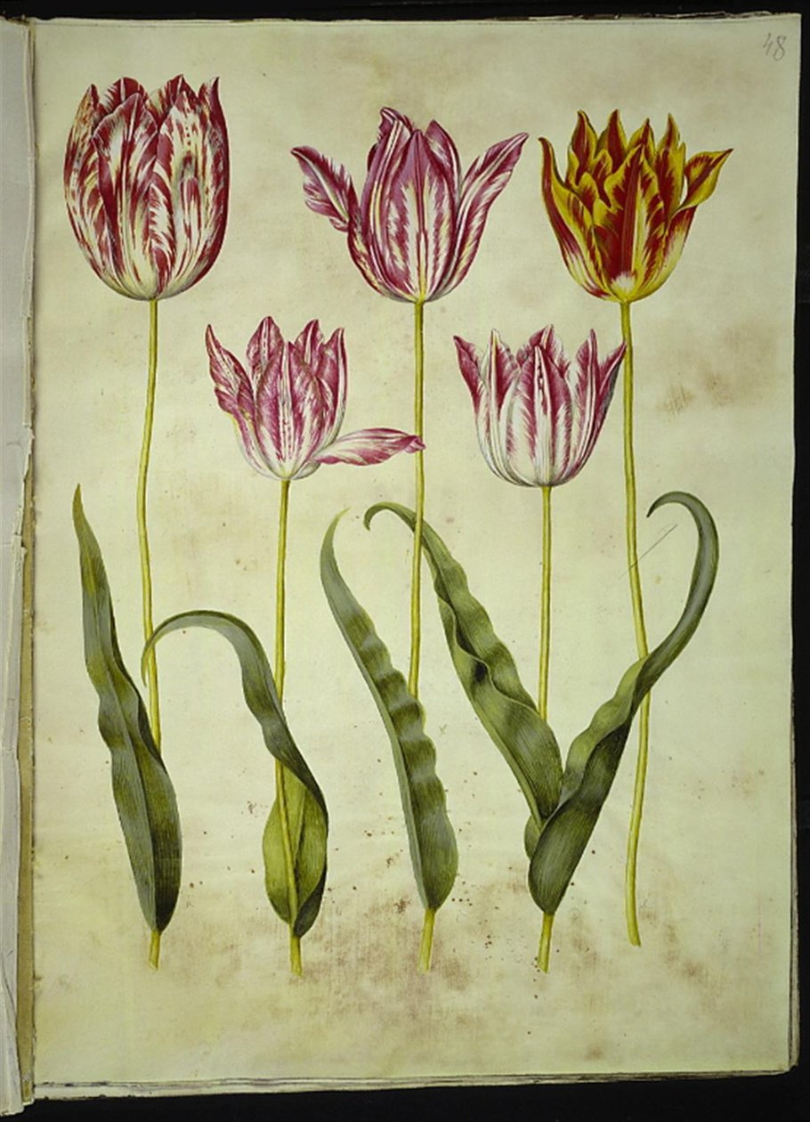 Tulipa gesneriana (have-tulppaani) tekijältä Hans Simon Holtzbecker