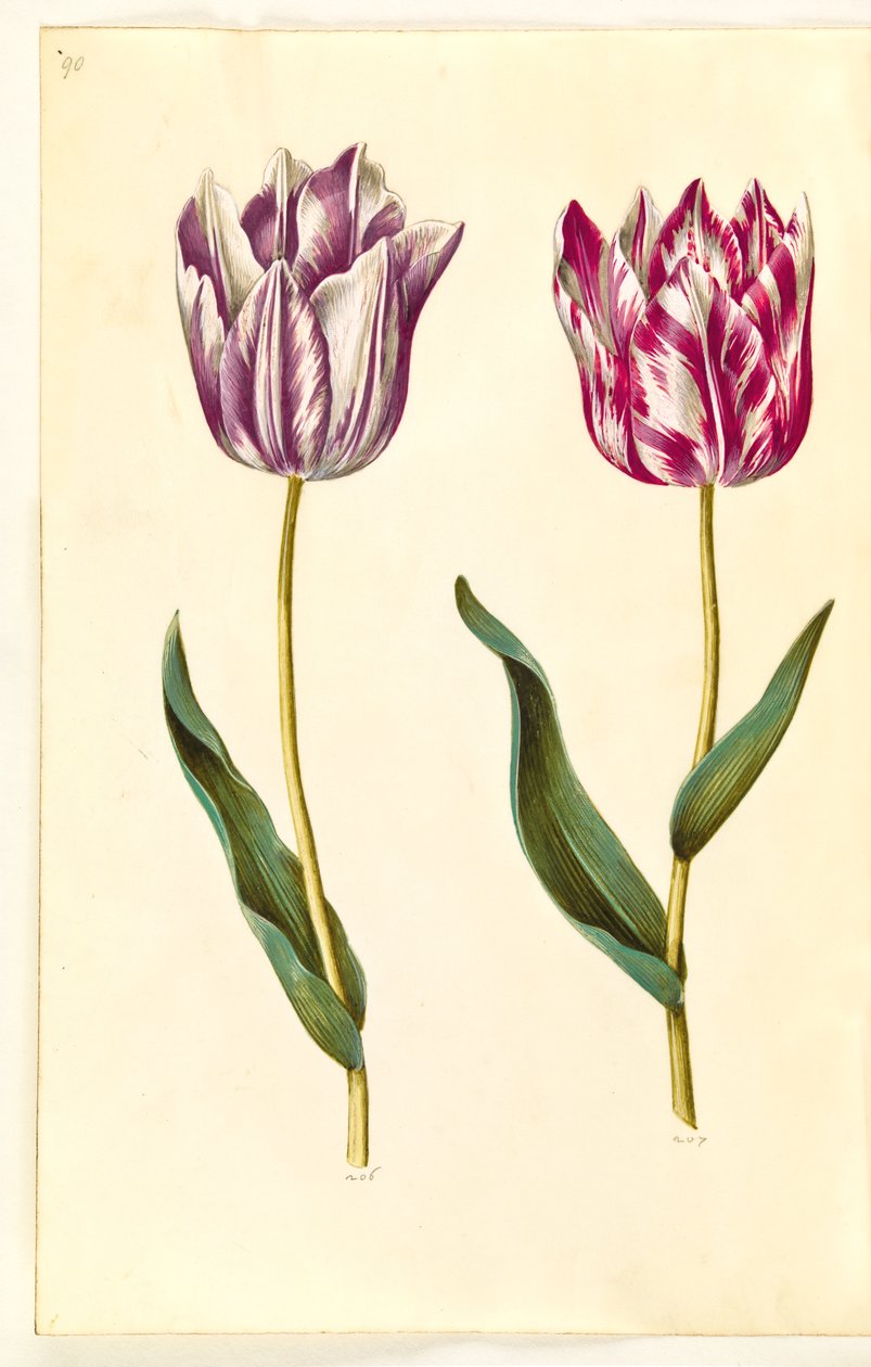 Tulipa gesneriana (have-tulppaani) tekijältä Hans Simon Holtzbecker