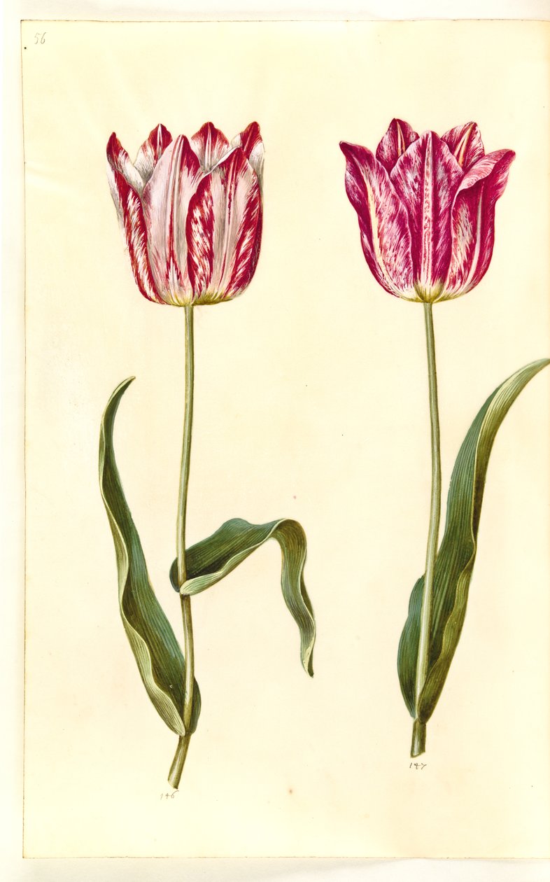 Tulipa gesneriana (have-tulppaani) tekijältä Hans Simon Holtzbecker
