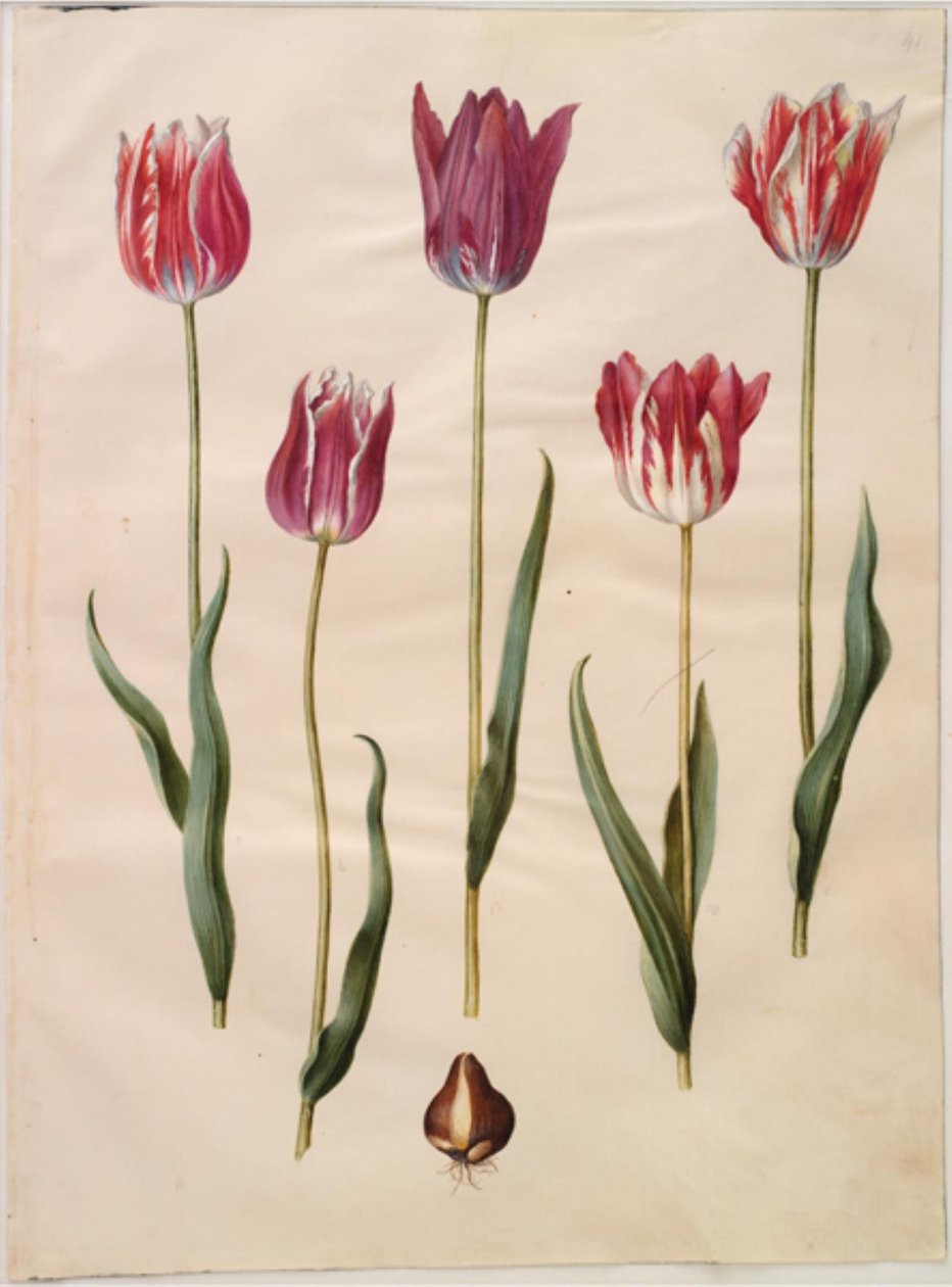 Tulipa gesneriana (have-tulppaani) tekijältä Hans Simon Holtzbecker