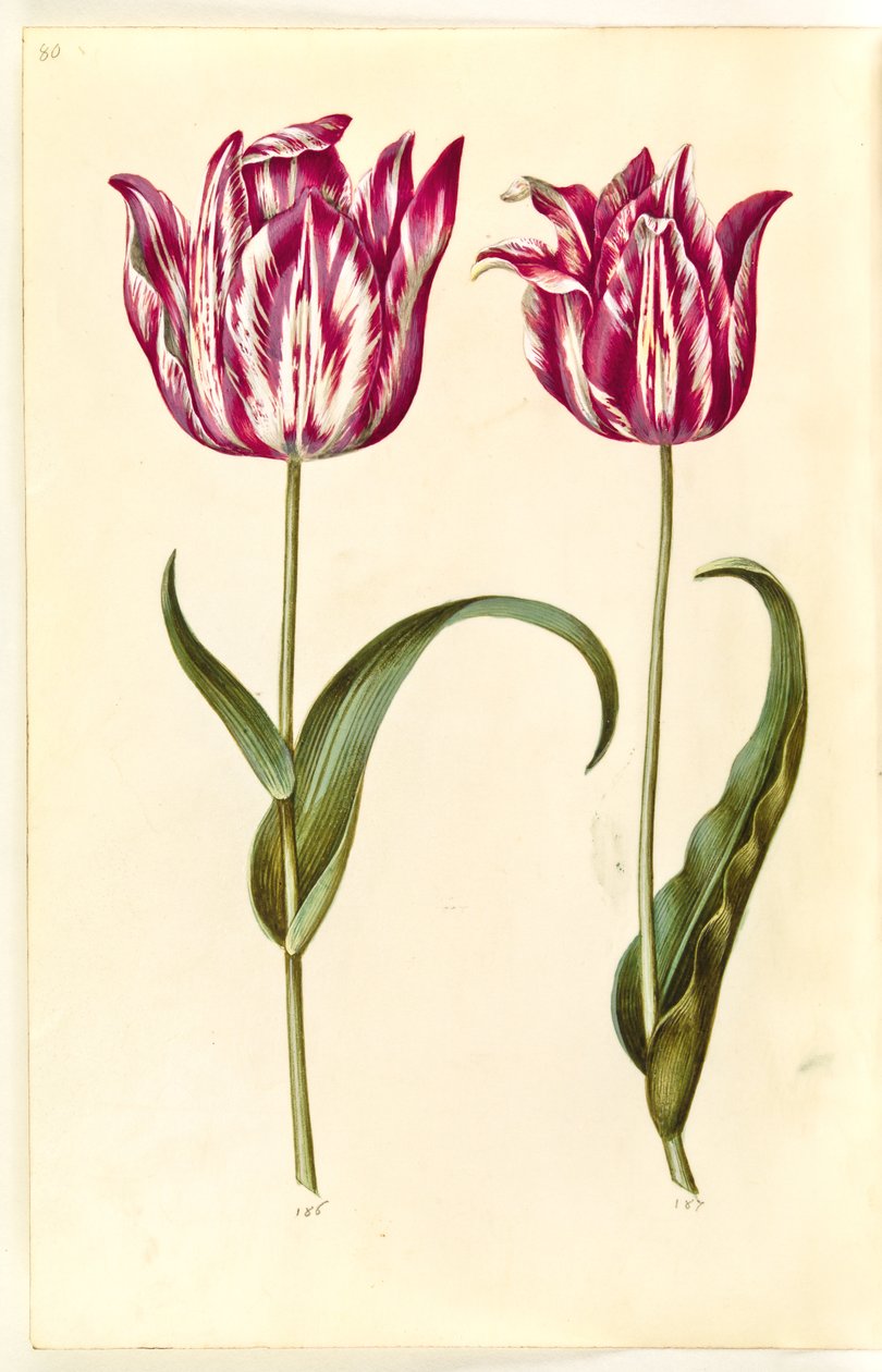 Tulipa gesneriana (have-tulppaani) tekijältä Hans Simon Holtzbecker