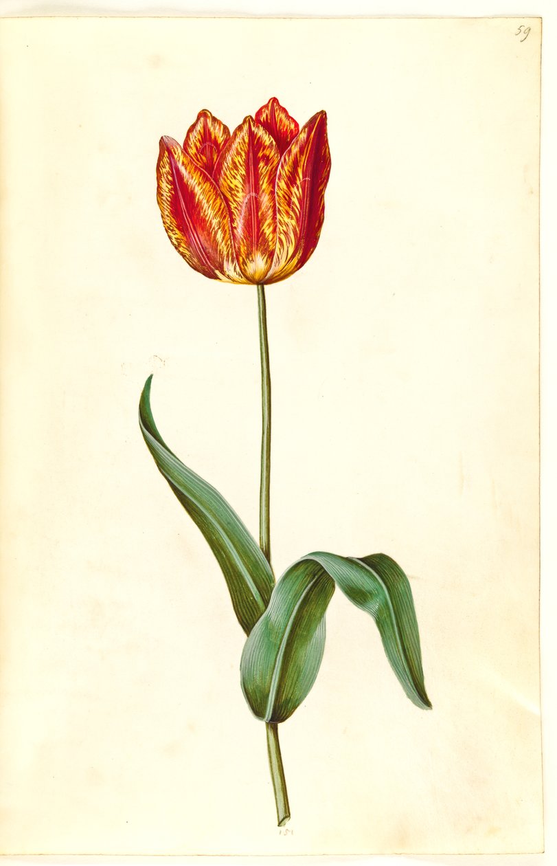 Tulipa gesneriana (have-tulppaani) tekijältä Hans Simon Holtzbecker