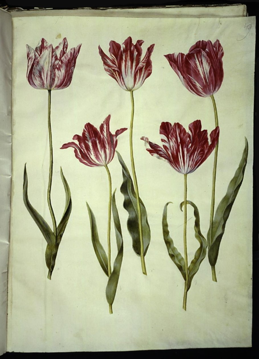 Tulipa gesneriana (have-tulppaani) tekijältä Hans Simon Holtzbecker