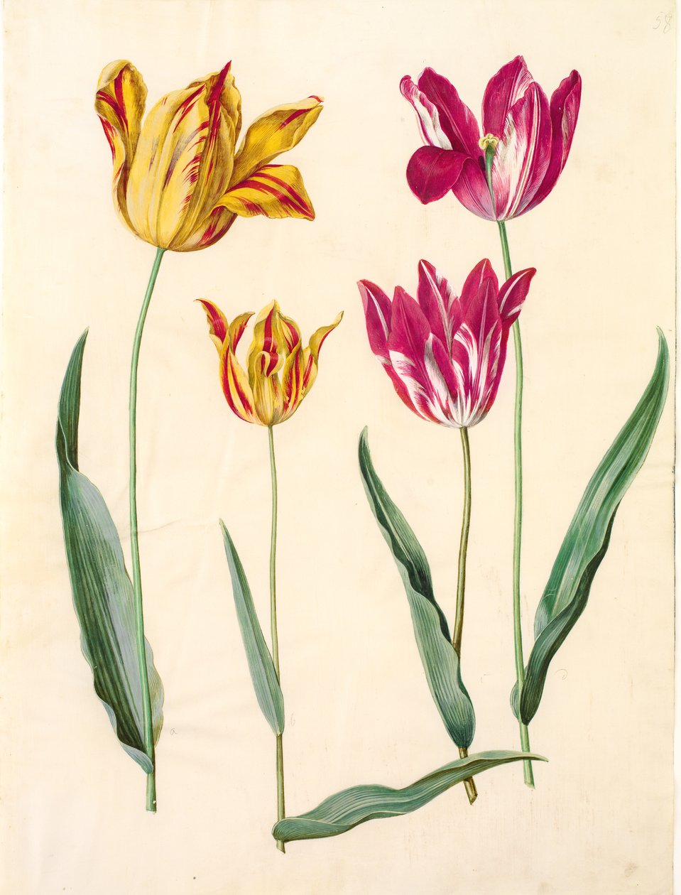 Tulipa gesneriana (have-tulppaani) tekijältä Hans Simon Holtzbecker