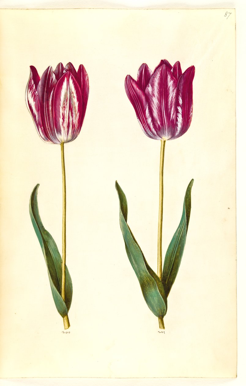 Tulipa gesneriana (have-tulppaani) tekijältä Hans Simon Holtzbecker