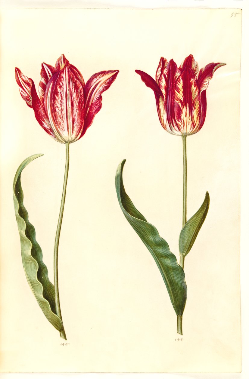 Tulipa gesneriana (have-tulppaani) tekijältä Hans Simon Holtzbecker