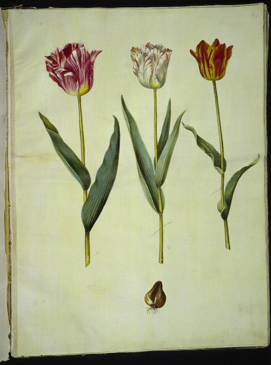 Tulipa gesneriana (have-tulppaani) tekijältä Hans Simon Holtzbecker