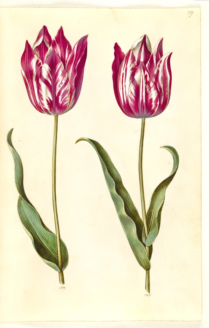 Tulipa gesneriana (have-tulppaani) tekijältä Hans Simon Holtzbecker