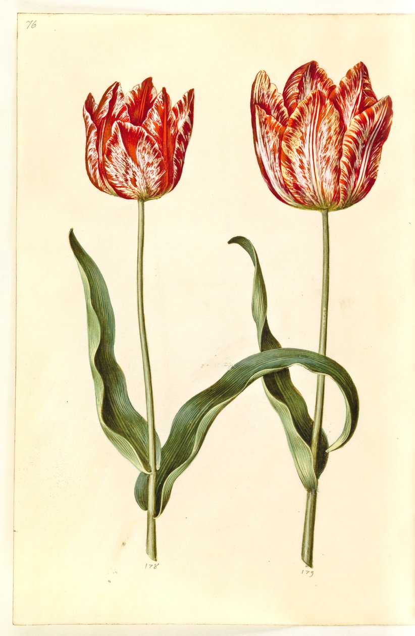Tulipa gesneriana (have-tulppaani) tekijältä Hans Simon Holtzbecker