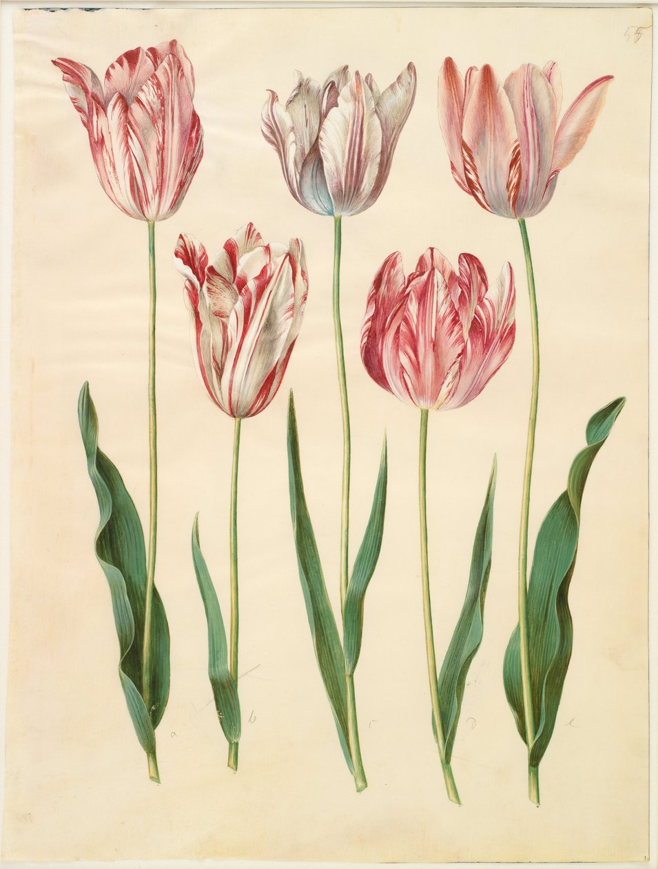 Tulipa gesneriana tekijältä Hans Simon Holtzbecker